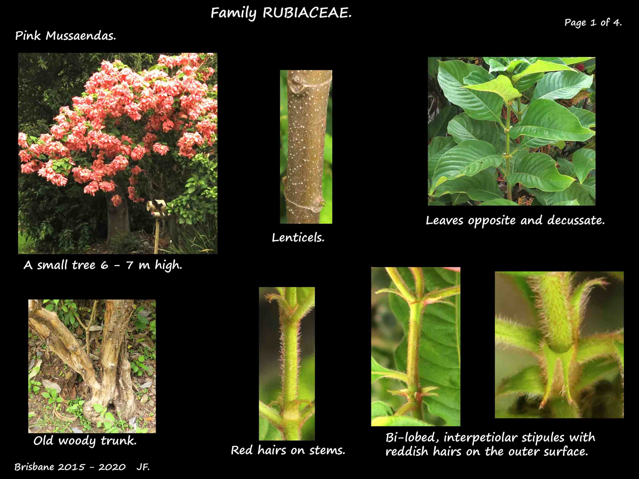 1  Pink Mussaenda tree & leaves